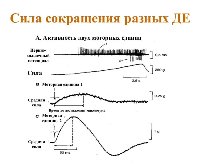 Сила сокращения разных ДЕ Сила А. Активность двух моторных единиц Нервно-мышечный