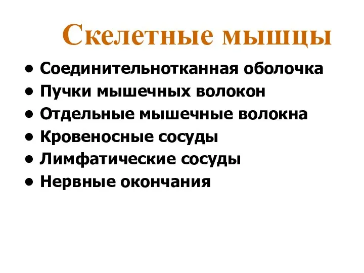 Скелетные мышцы Соединительнотканная оболочка Пучки мышечных волокон Отдельные мышечные волокна Кровеносные сосуды Лимфатические сосуды Нервные окончания