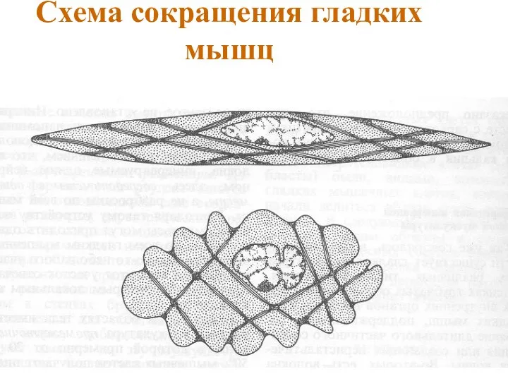 Схема сокращения гладких мышц