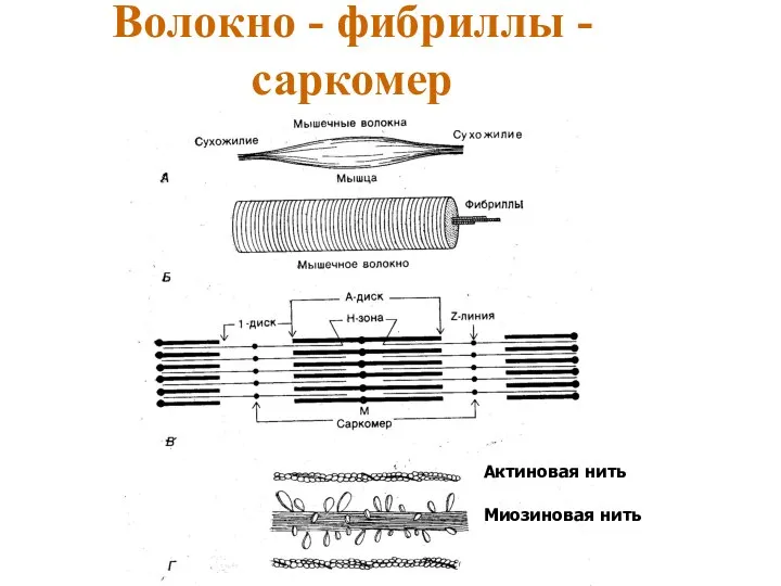 Волокно - фибриллы - саркомер Актиновая нить Миозиновая нить