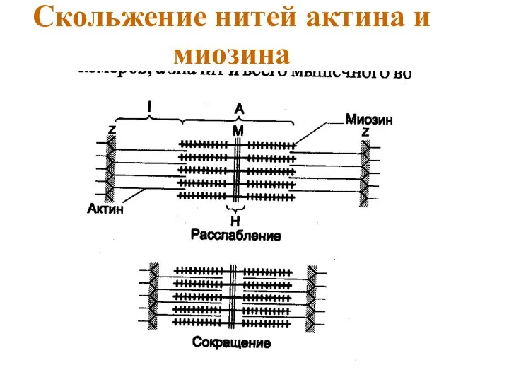 Скольжение нитей актина и миозина