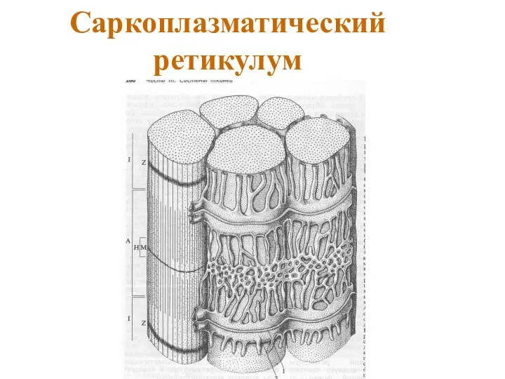 Саркоплазматический ретикулум