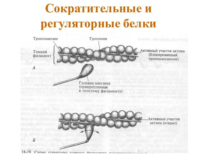 Сократительные и регуляторные белки