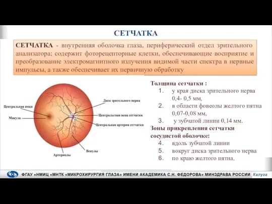 СЕТЧАТКА Толщина сетчатки : у края диска зрительного нерва 0,4- 0,5