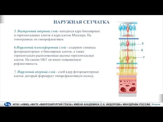 НАРУЖНАЯ СЕТЧАТКА 5. Внутренний ядерный слой- находятся ядра биполярных и горизонтальных