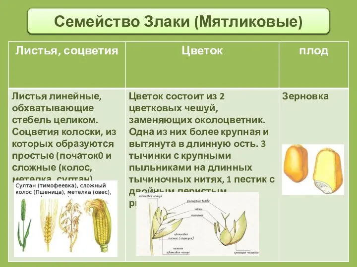 Семейство Злаки (Мятликовые)