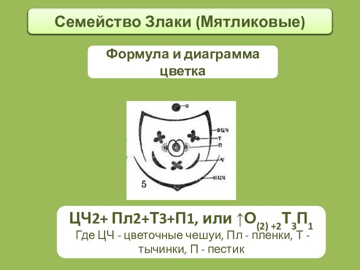 Семейство Злаки (Мятликовые) Формула и диаграмма цветка ЦЧ2+ Пл2+Т3+П1, или ↑О(2)