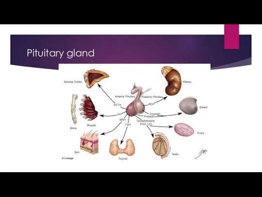 Pituitary gland