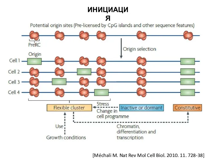 ИНИЦИАЦИЯ [Méchali M. Nat Rev Mol Cell Biol. 2010. 11. 728-38]