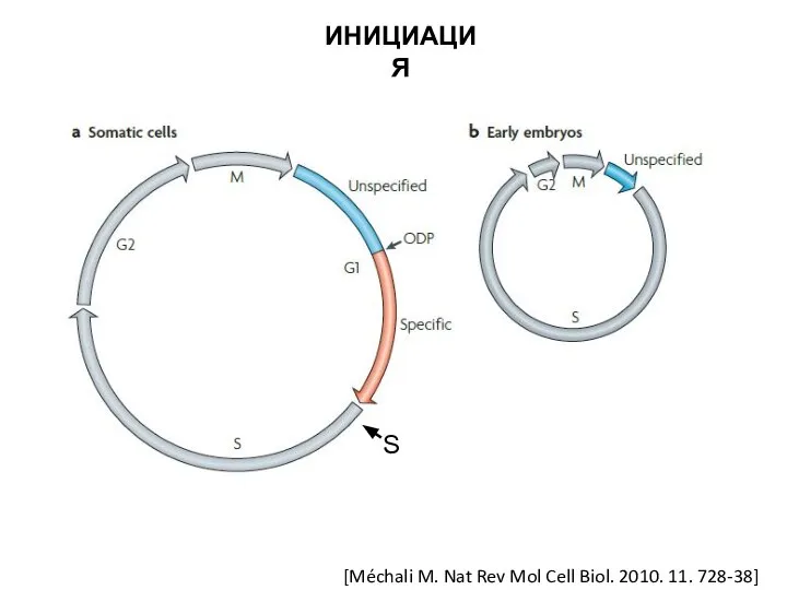ИНИЦИАЦИЯ [Méchali M. Nat Rev Mol Cell Biol. 2010. 11. 728-38] S