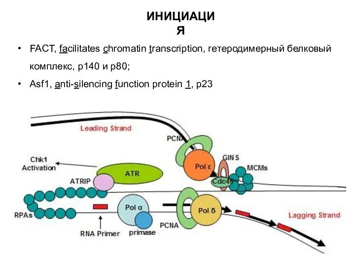 ИНИЦИАЦИЯ FACT, facilitates chromatin transcription, гетеродимерный белковый комплекс, р140 и р80;