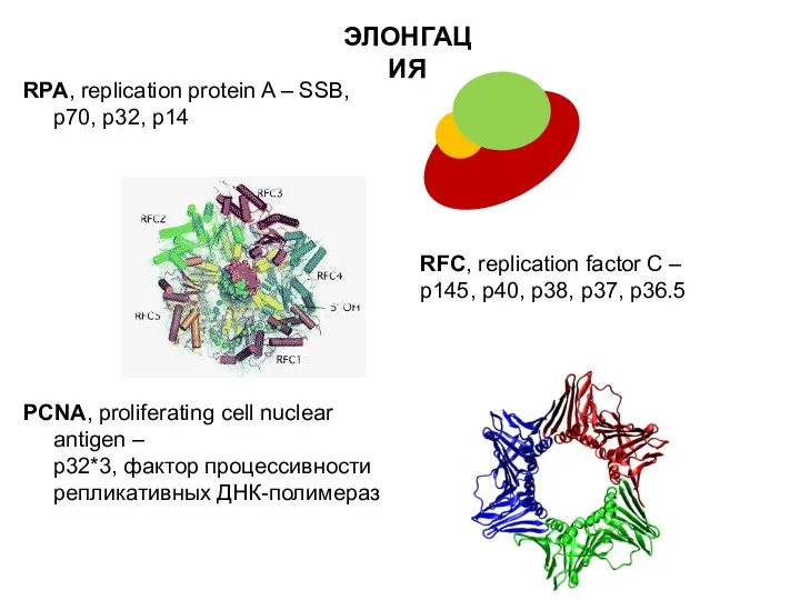 ЭЛОНГАЦИЯ RPA, replication protein A – SSB, р70, р32, р14 RFC,