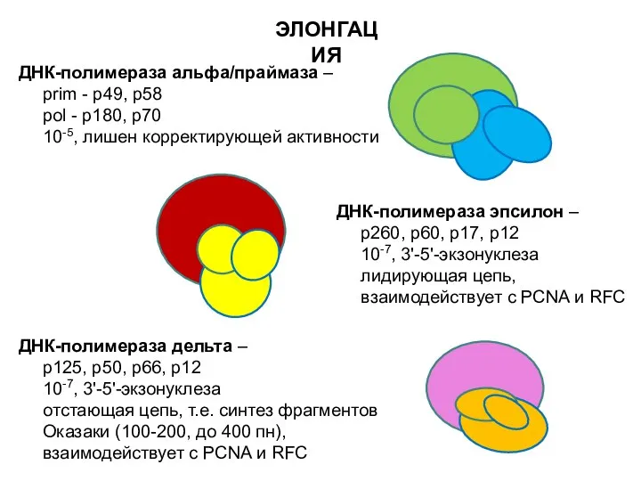 ДНК-полимераза альфа/праймаза – prim - р49, р58 pol - р180, р70