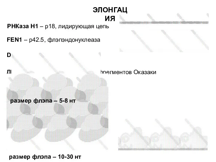 РНКаза Н1 – р18, лидирующая цепь FEN1 – р42.5, флэпэндонуклеаза DNA2