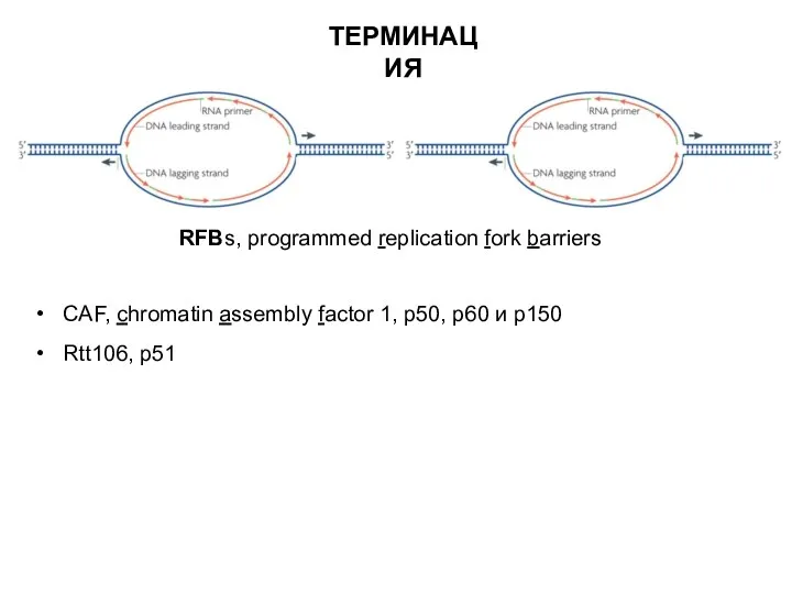 RFBs, programmed replication fork barriers CAF, chromatin assembly factor 1, р50,