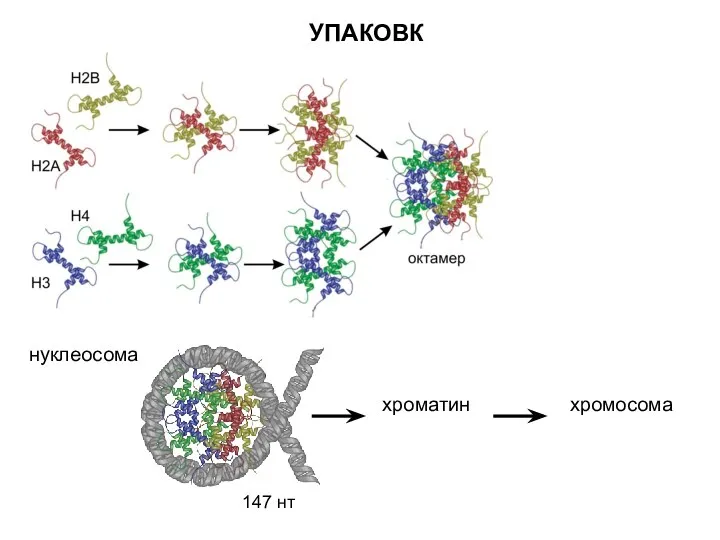 УПАКОВКА нуклеосома 147 нт хроматин хромосома