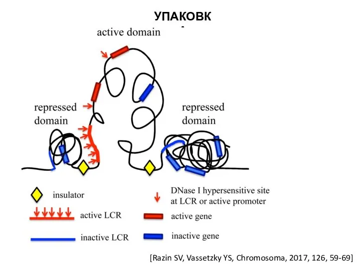 УПАКОВКА [Razin SV, Vassetzky YS, Chromosoma, 2017, 126, 59-69]