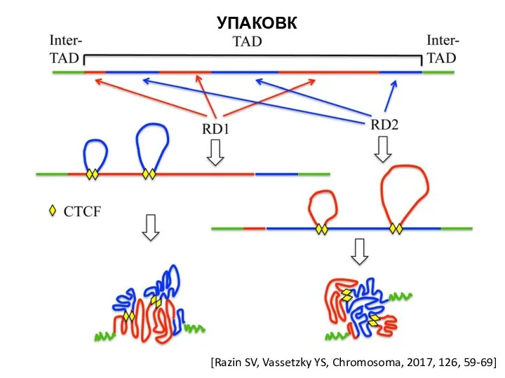 УПАКОВКА [Razin SV, Vassetzky YS, Chromosoma, 2017, 126, 59-69]