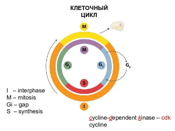 КЛЕТОЧНЫЙ ЦИКЛ I – interphase M – mitosis Gi – gap