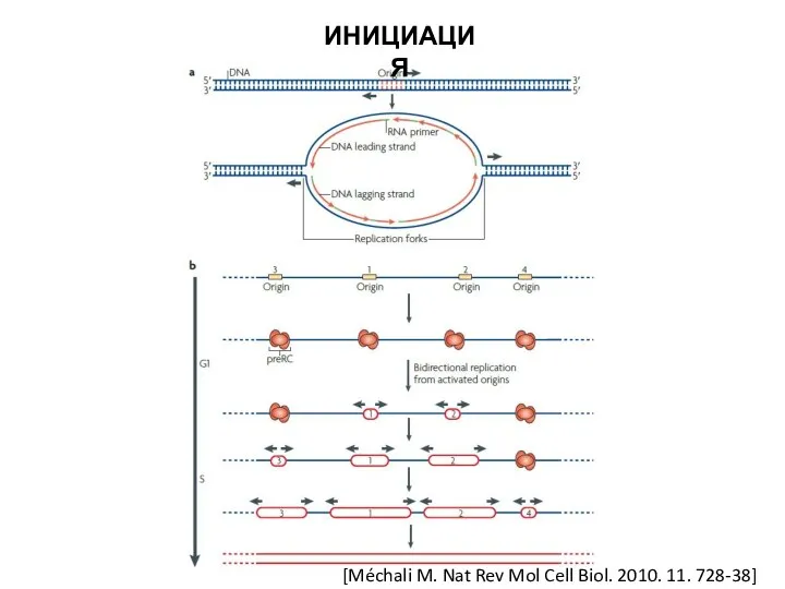 ИНИЦИАЦИЯ [Méchali M. Nat Rev Mol Cell Biol. 2010. 11. 728-38]