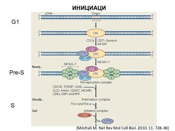 ИНИЦИАЦИЯ [Méchali M. Nat Rev Mol Cell Biol. 2010. 11. 728-38] G1 Pre-S S