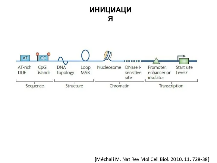 ИНИЦИАЦИЯ [Méchali M. Nat Rev Mol Cell Biol. 2010. 11. 728-38]