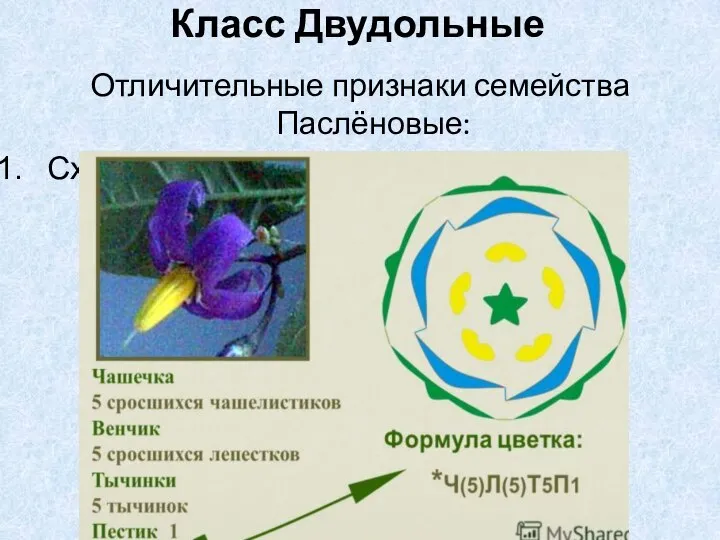 Отличительные признаки семейства Паслёновые: Сходное строение цветка: Класс Двудольные