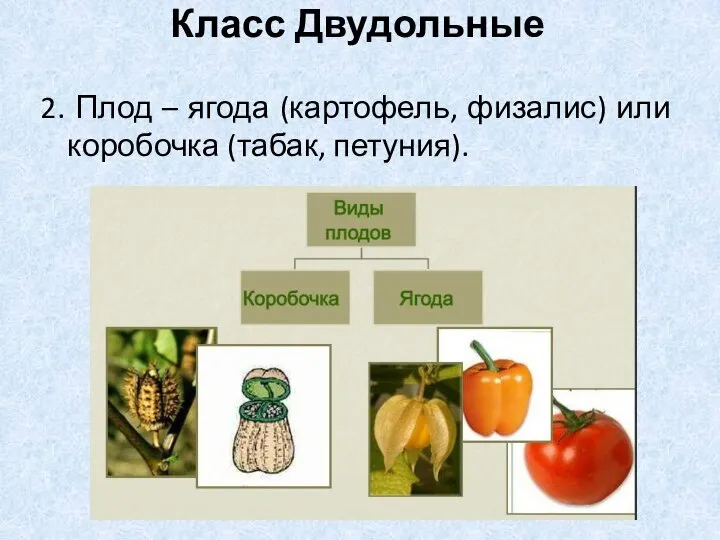 2. Плод – ягода (картофель, физалис) или коробочка (табак, петуния). Класс Двудольные