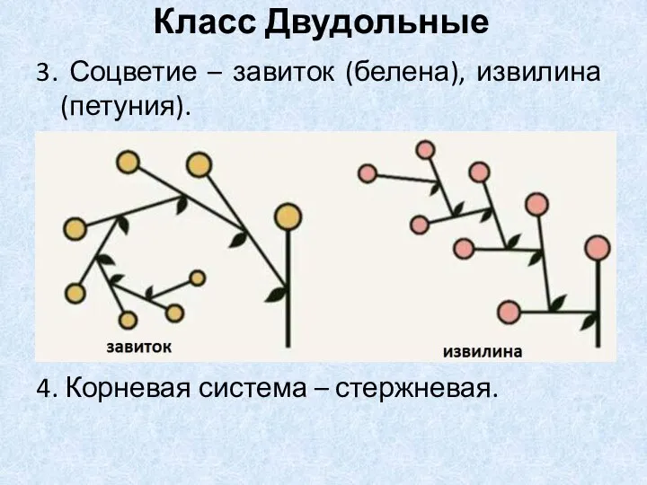 3. Соцветие – завиток (белена), извилина (петуния). 4. Корневая система – стержневая. Класс Двудольные