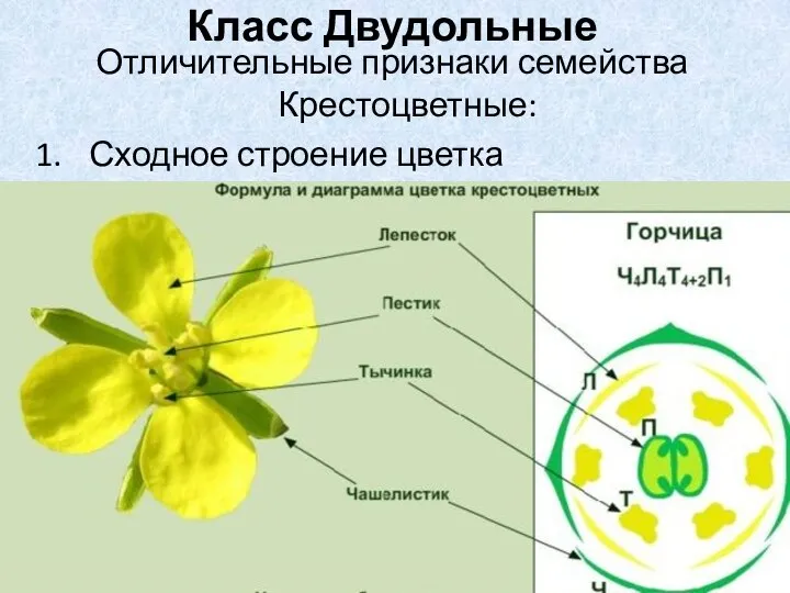 Отличительные признаки семейства Крестоцветные: Сходное строение цветка Класс Двудольные