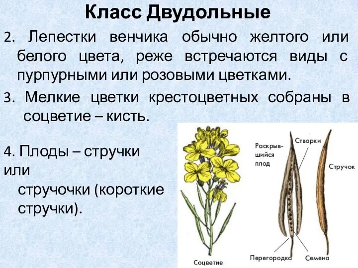 2. Лепестки венчика обычно желтого или белого цвета, реже встречаются виды