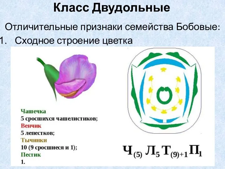 Отличительные признаки семейства Бобовые: Сходное строение цветка Класс Двудольные