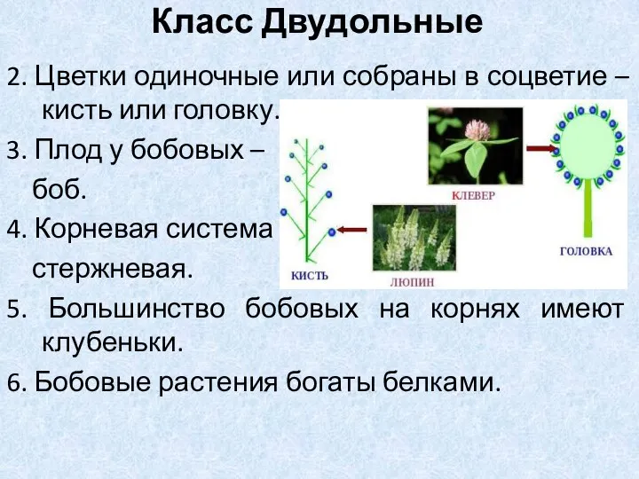 2. Цветки одиночные или собраны в соцветие – кисть или головку.