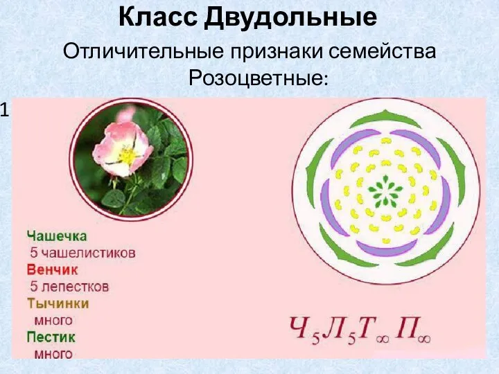 Отличительные признаки семейства Розоцветные: Сходное строение цветка Класс Двудольные