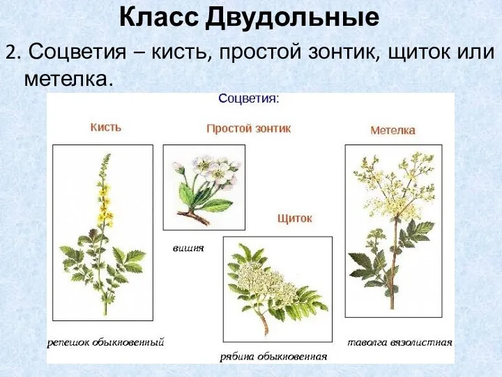 2. Соцветия – кисть, простой зонтик, щиток или метелка. Класс Двудольные