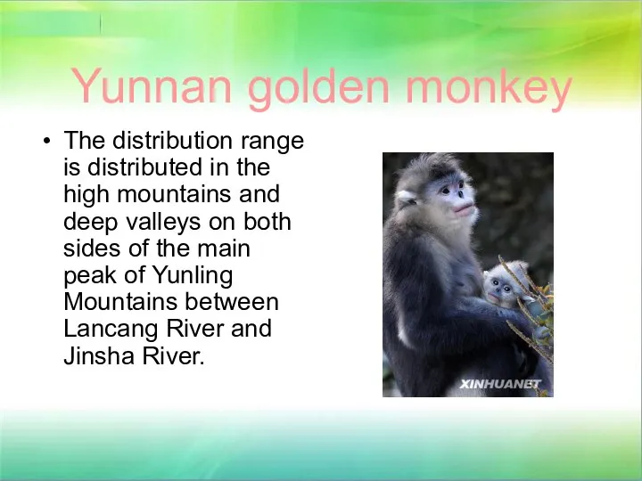 Yunnan golden monkey The distribution range is distributed in the high