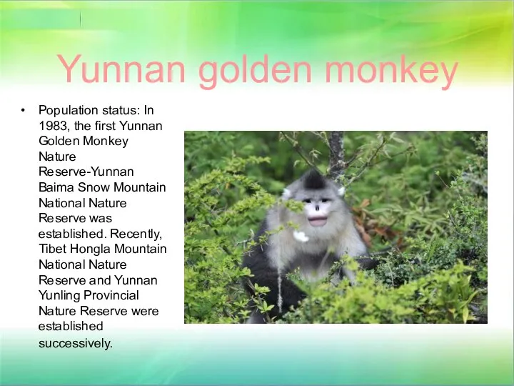 Yunnan golden monkey Population status: In 1983, the first Yunnan Golden