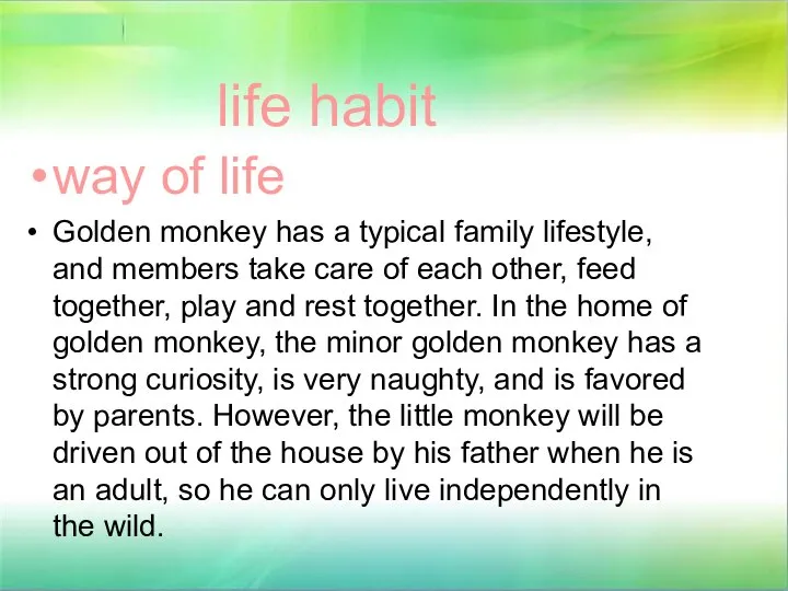 life habit way of life Golden monkey has a typical family