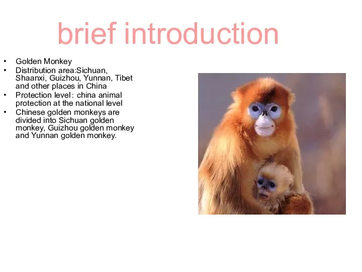 brief introduction Golden Monkey Distribution area:Sichuan, Shaanxi, Guizhou, Yunnan, Tibet and