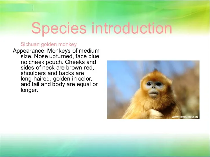 Species introduction Sichuan golden monkey Appearance: Monkeys of medium size. Nose