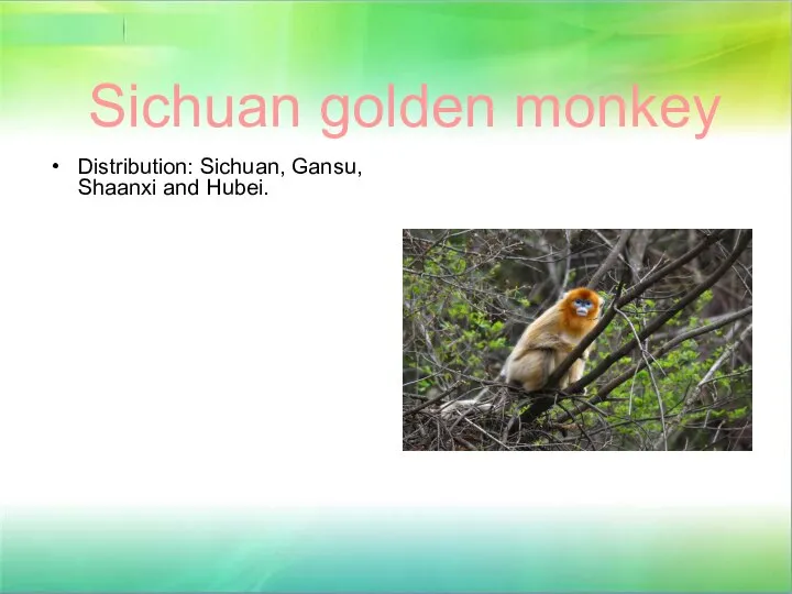 Sichuan golden monkey Distribution: Sichuan, Gansu, Shaanxi and Hubei.