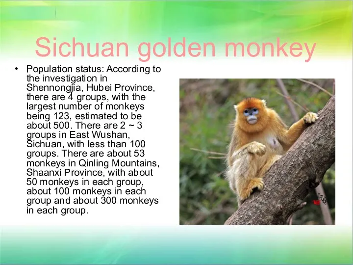 Sichuan golden monkey Population status: According to the investigation in Shennongjia,