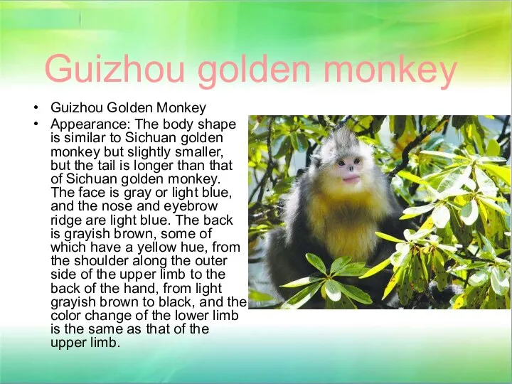 Guizhou golden monkey Guizhou Golden Monkey Appearance: The body shape is