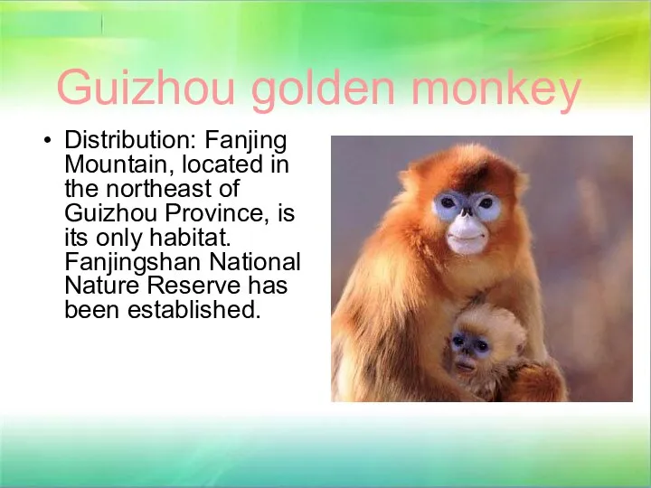 Guizhou golden monkey Distribution: Fanjing Mountain, located in the northeast of