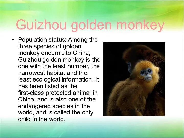 Guizhou golden monkey Population status: Among the three species of golden