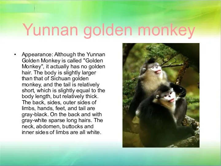 Yunnan golden monkey Appearance: Although the Yunnan Golden Monkey is called