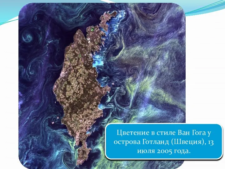 Цветение в стиле Ван Гога у острова Готланд (Швеция), 13 июля 2005 года.