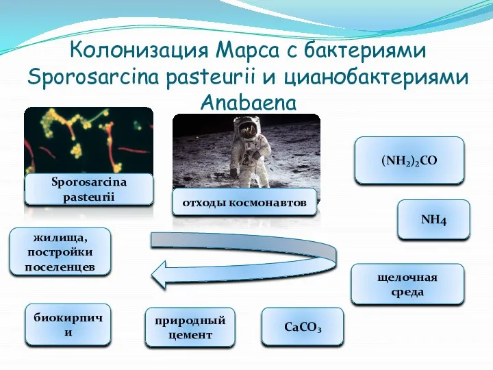 Колонизация Марса с бактериями Sporosarcina pasteurii и цианобактериями Anabaena (NH₂)₂CO NH4