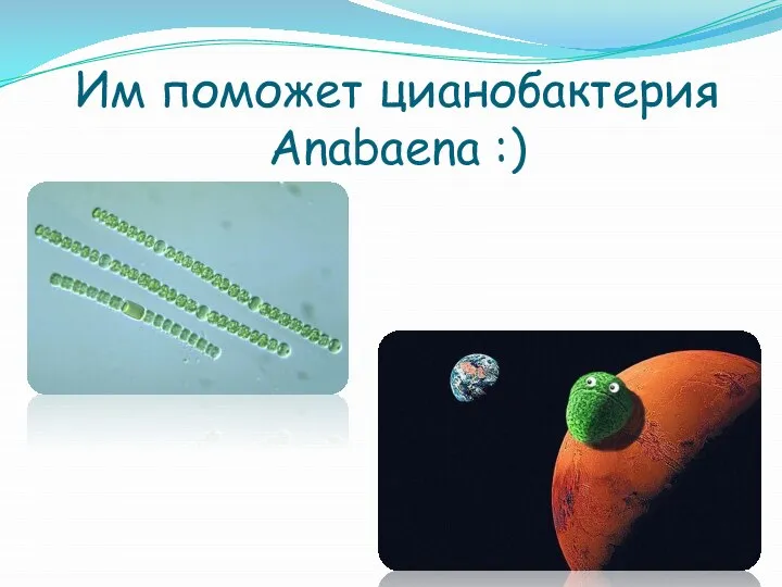 Им поможет цианобактерия Anabaena :)