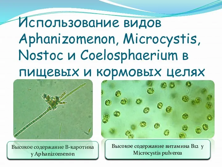 Использование видов Aphanizomenon, Microcystis, Nostoc и Coelosphaerium в пищевых и кормовых